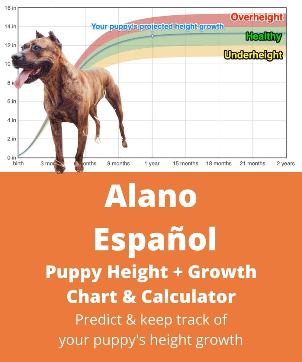 alano-espanol Puppy height Growth Chart